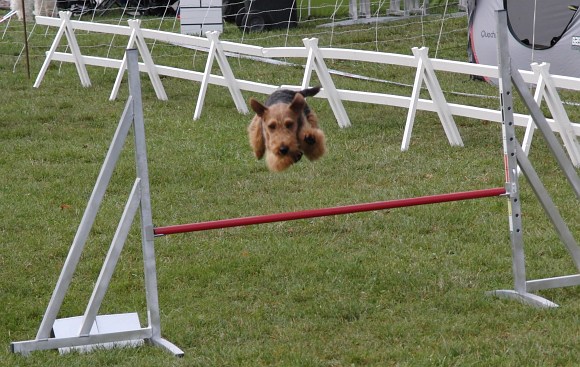 Agility Herrenberg Kreisgruppe 09 003